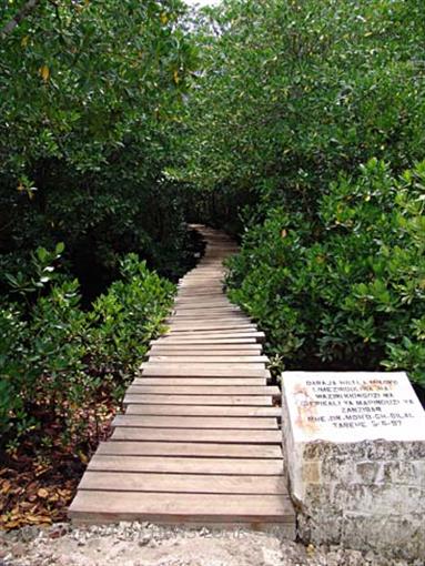 Monkeys and mangroves on Zanzibar, DSC06939b